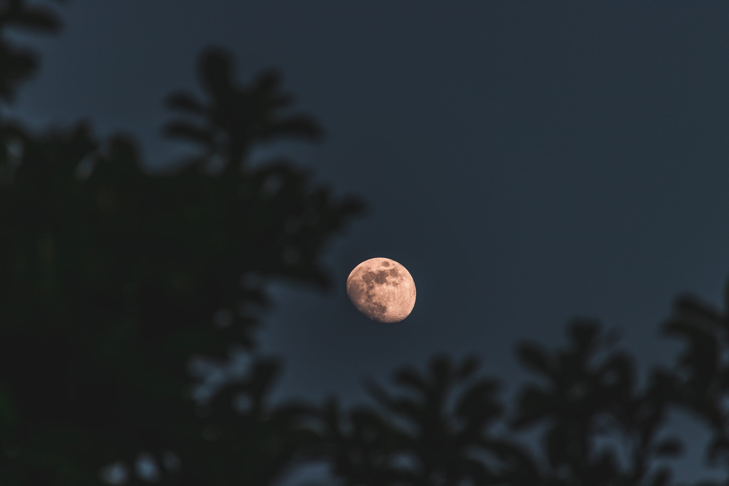 Close up bulan terang di malam hari dengan efek bokeh dedaunan di latar depan